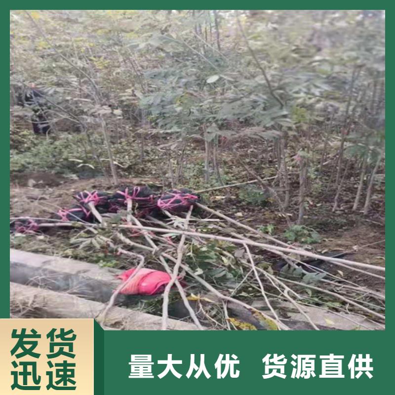 碧根果苹果苗真材实料加工定制