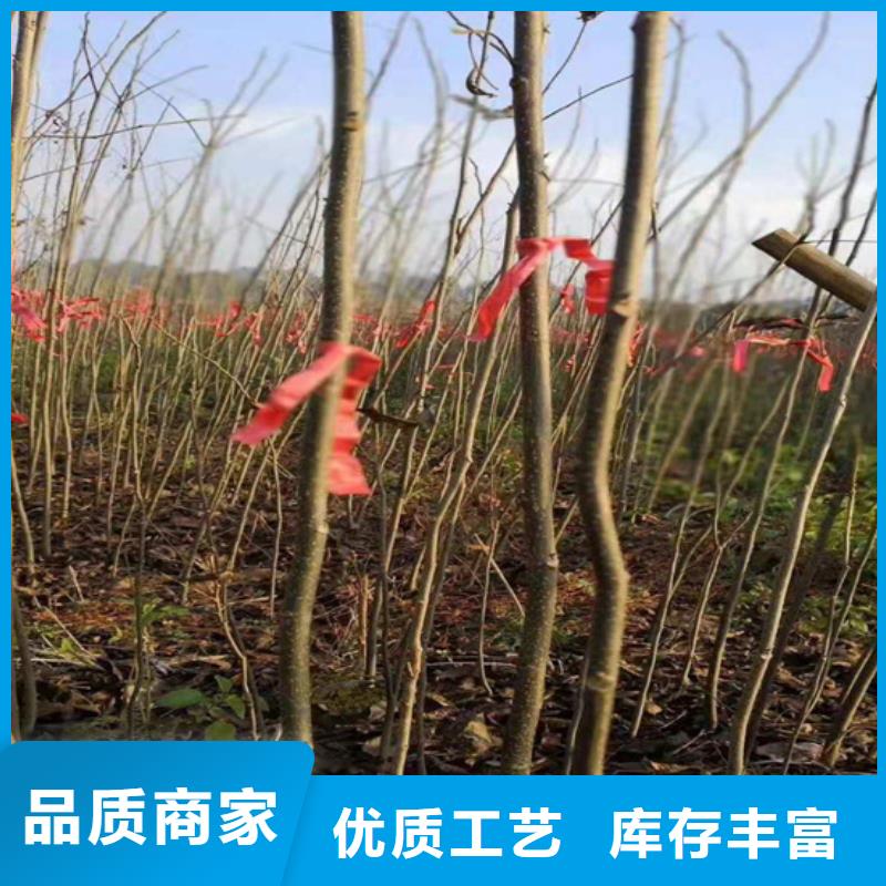 碧根果蓝莓苗批发供应