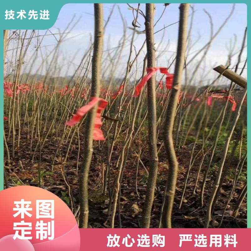 【碧根果,苹果苗放心得选择】