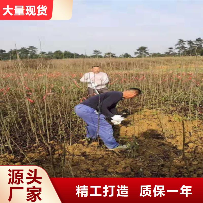 碧根果苹果苗您身边的厂家