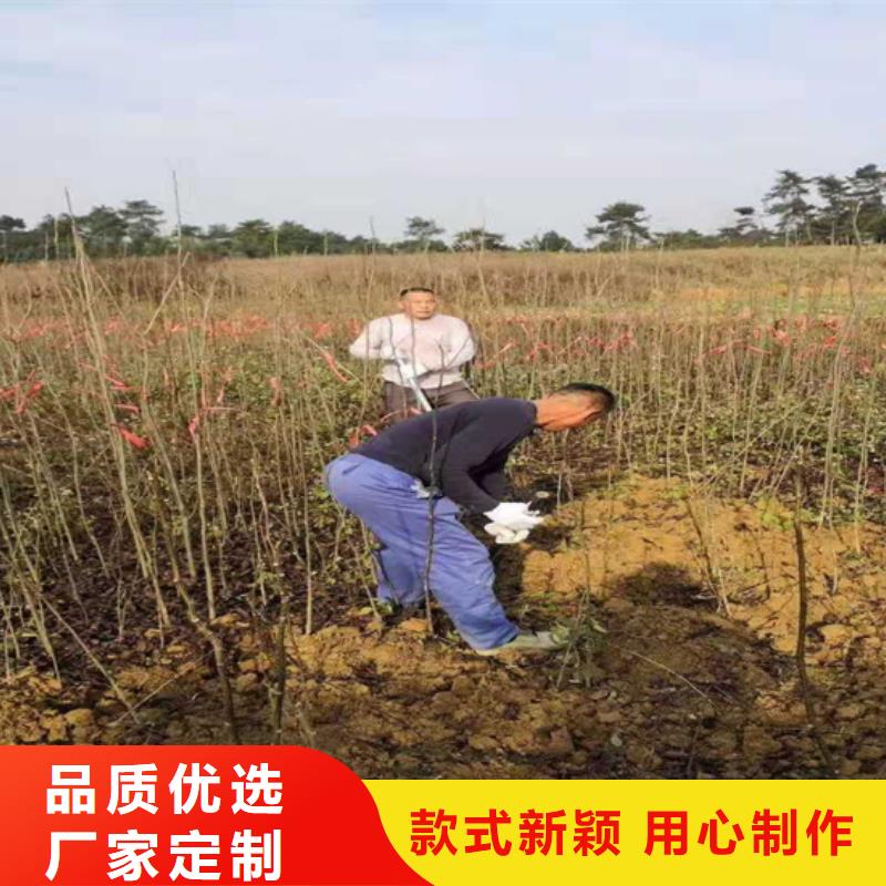 【碧根果】,苹果苗助您降低采购成本