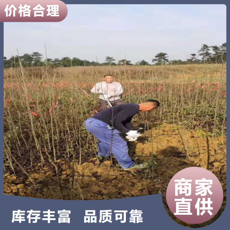 碧根果桃树苗多种优势放心选择