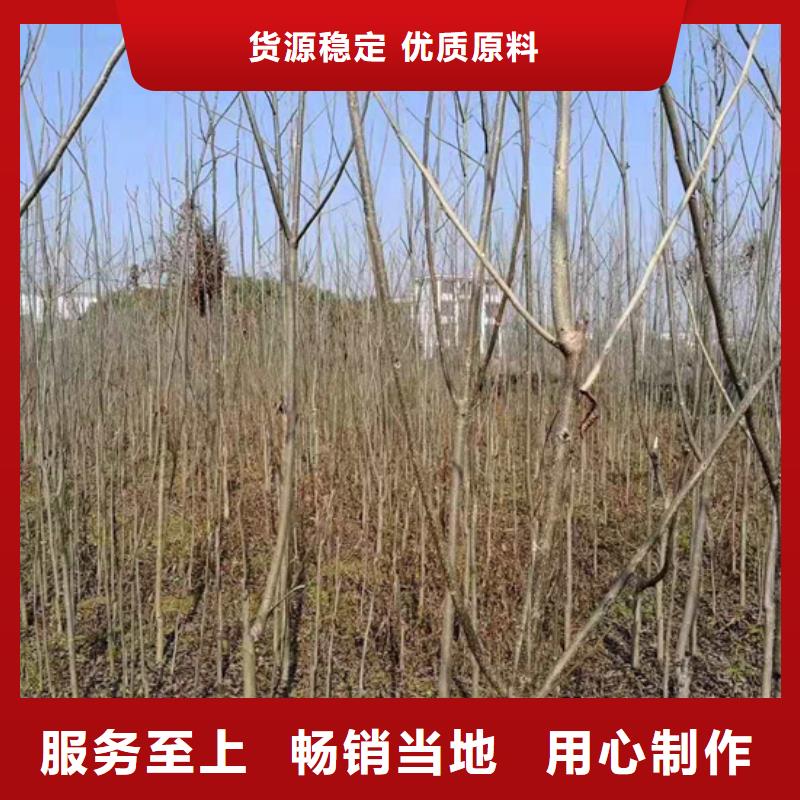 【碧根果】,苹果苗助您降低采购成本