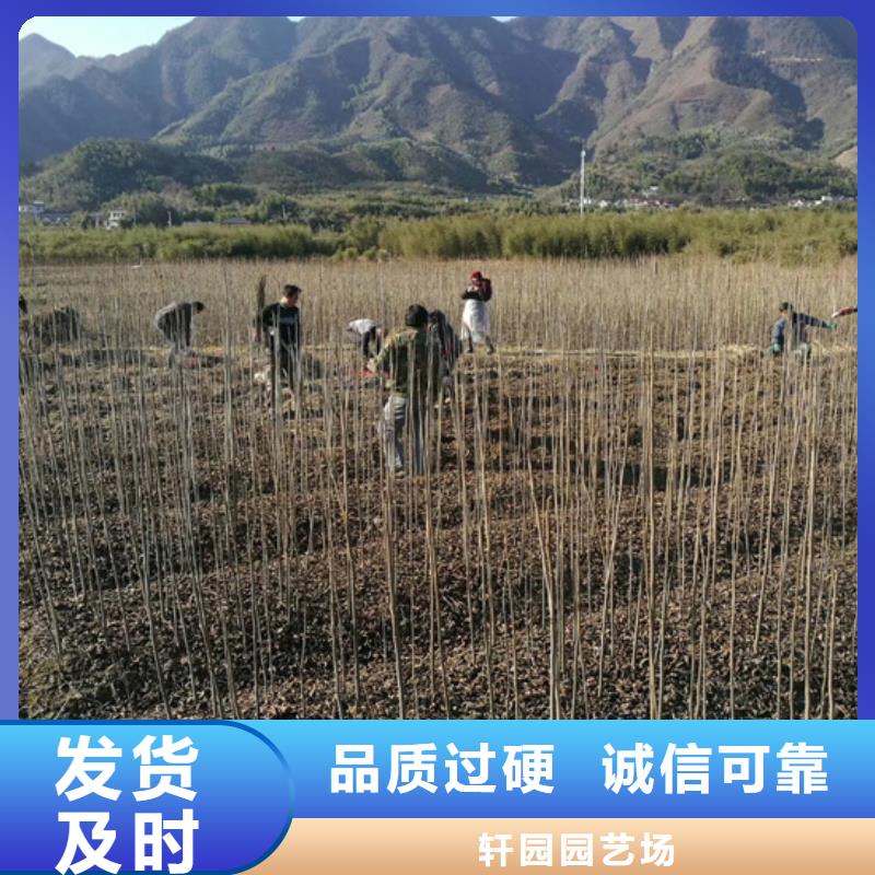 碧根果苹果苗多年实力厂家