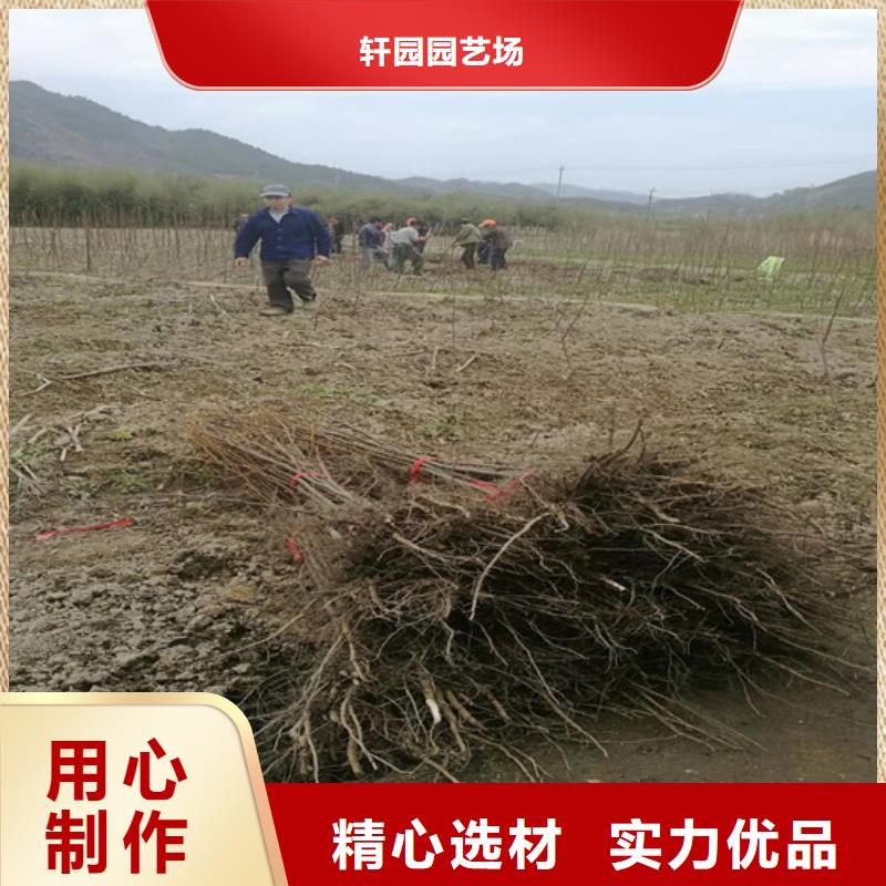 碧根果【桃树苗】免费询价