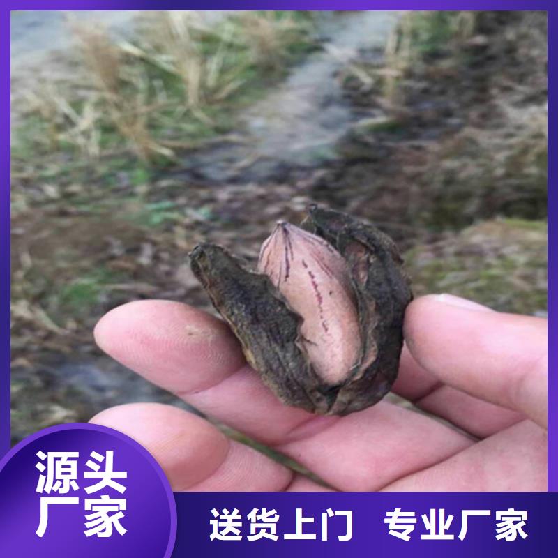 碧根果,苹果苗本地配送