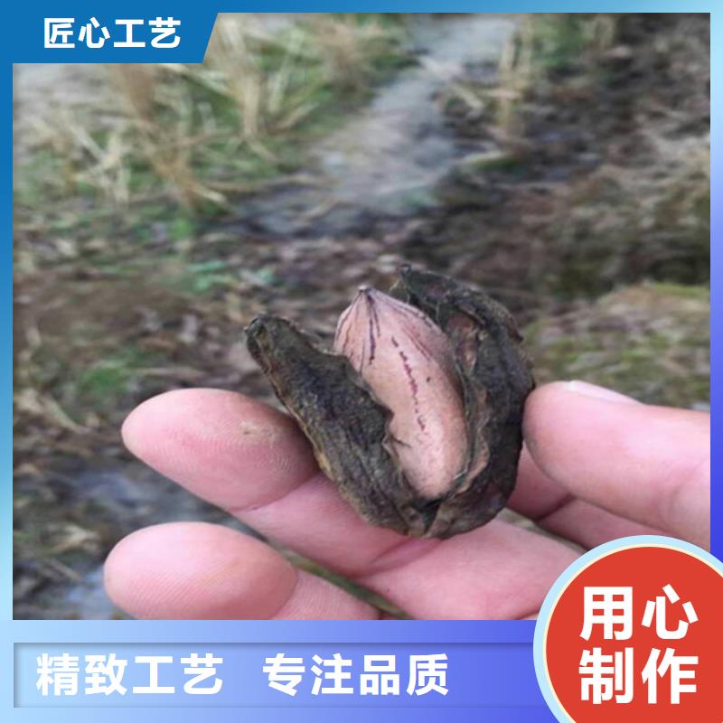 碧根果樱桃苗真材实料诚信经营