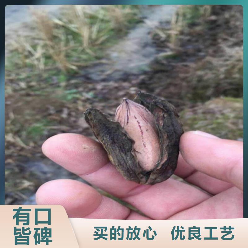 碧根果北美冬青专业按需定制