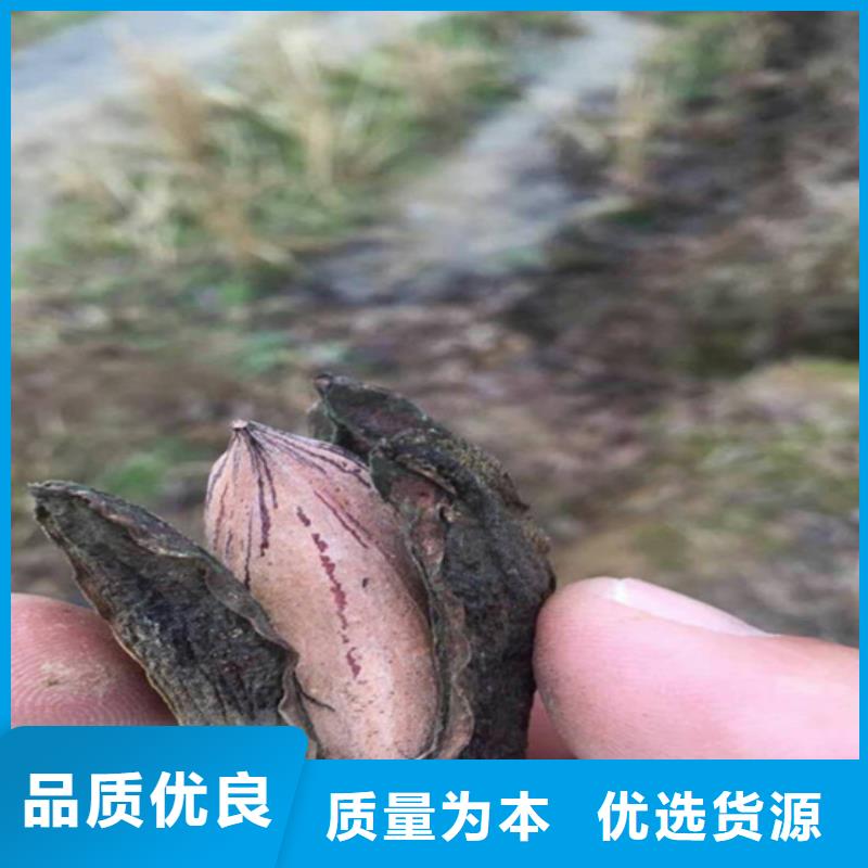 碧根果杏树苗懂您所需