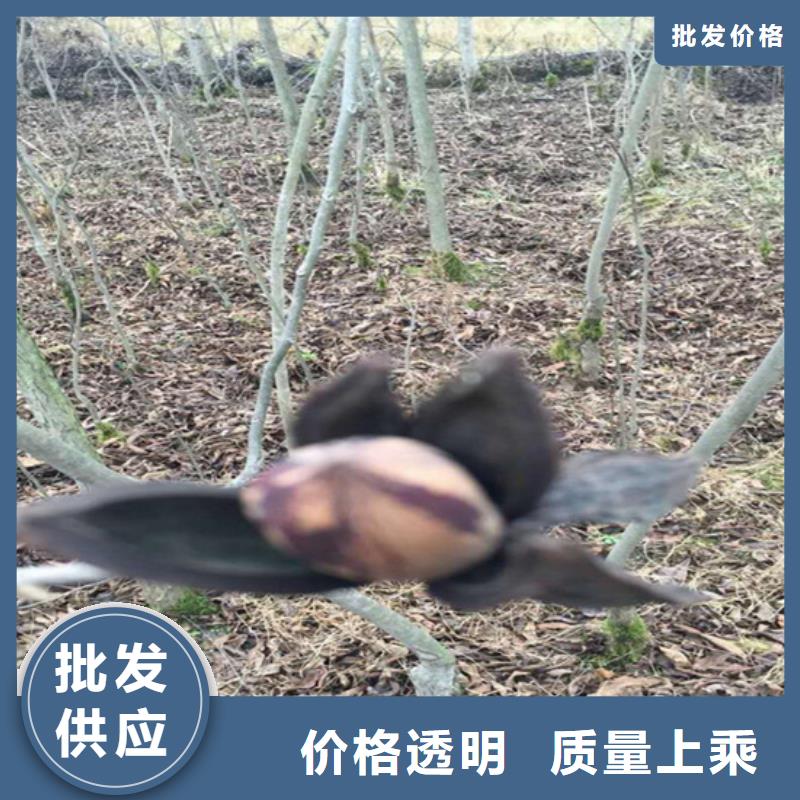 【碧根果】,苹果苗助您降低采购成本