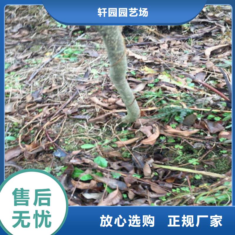 碧根果苹果苗厂家自营