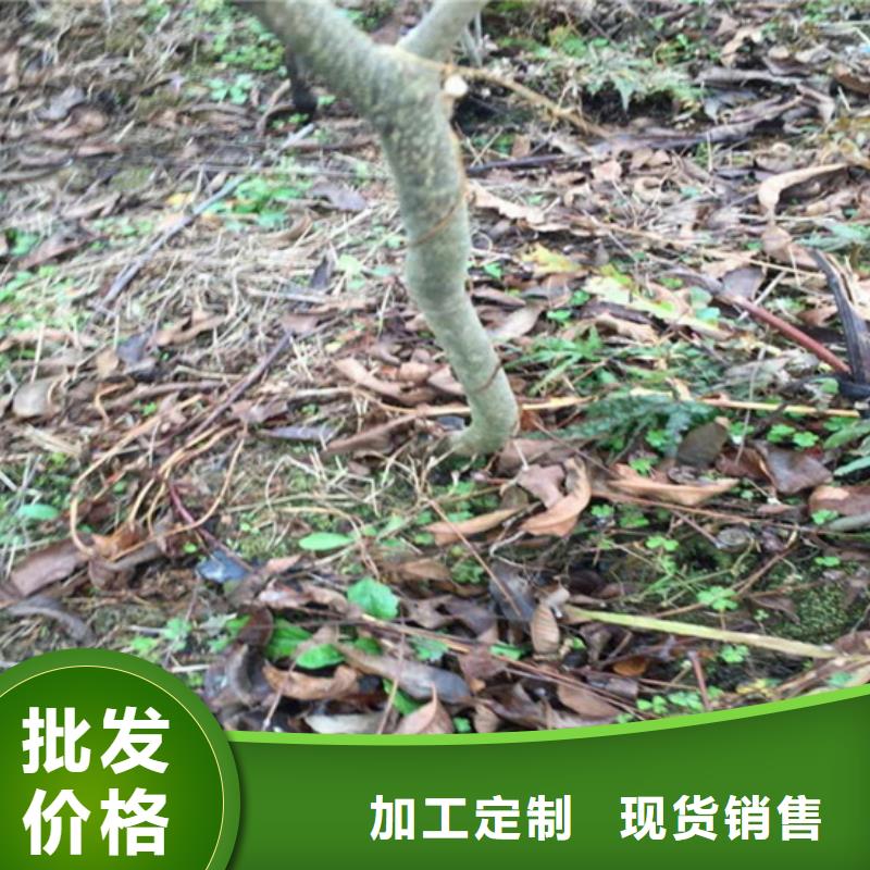 【碧根果】玛瑙红石榴苗厂家精选