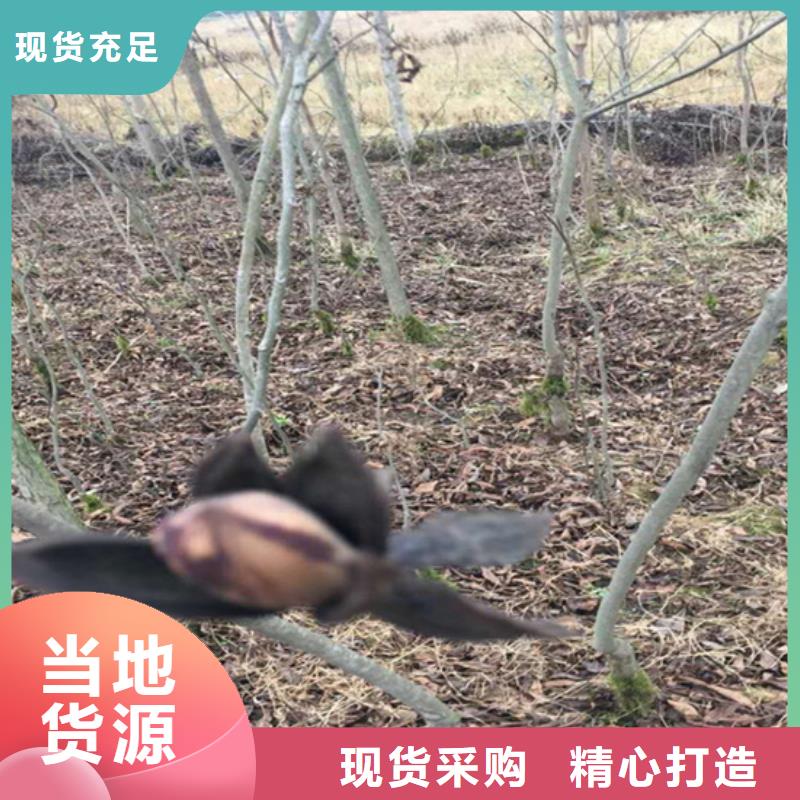 碧根果蓝莓苗批发供应