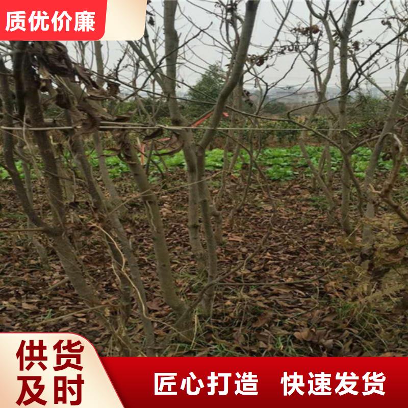 【碧根果】玛瑙红石榴苗厂家精选