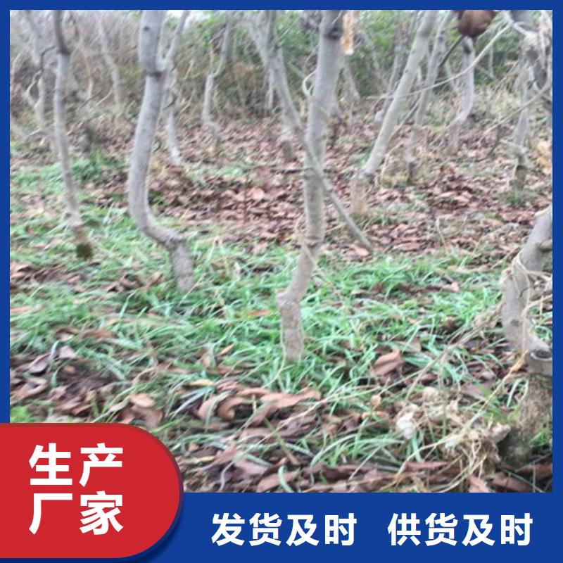 【碧根果】苹果苗客户信赖的厂家