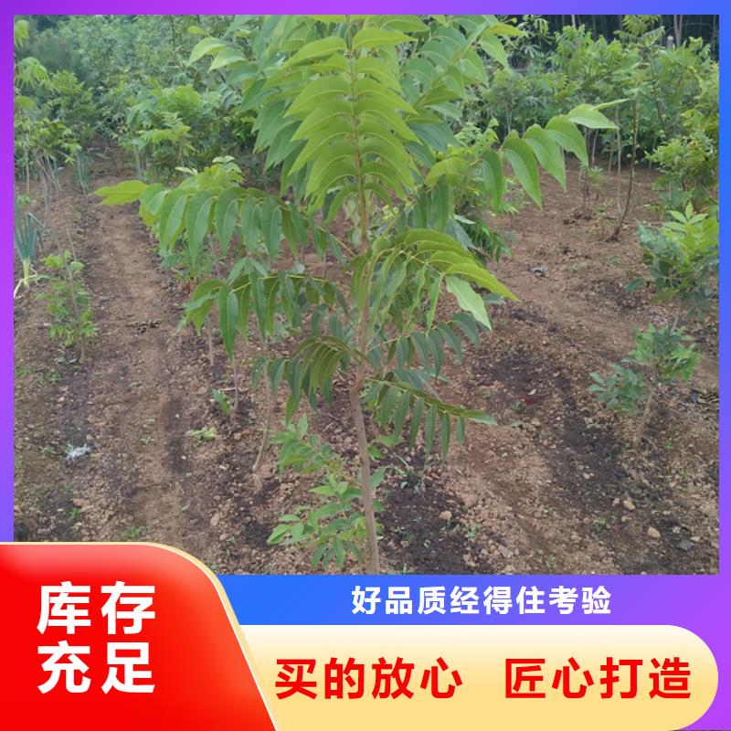 碧根果樱桃苗好货采购