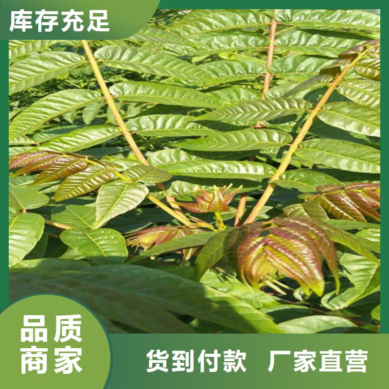 【香椿】奶油草莓厂家货源