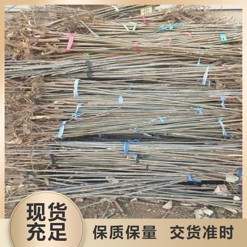 香椿苹果苗严选用料