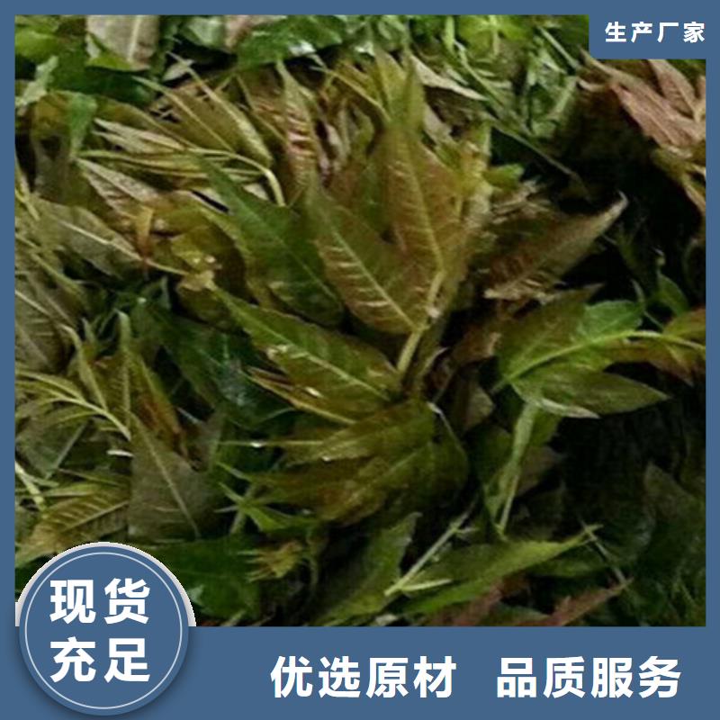 香椿,北美冬青拒绝中间商