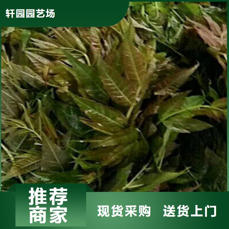 香椿樱桃苗精选优质材料