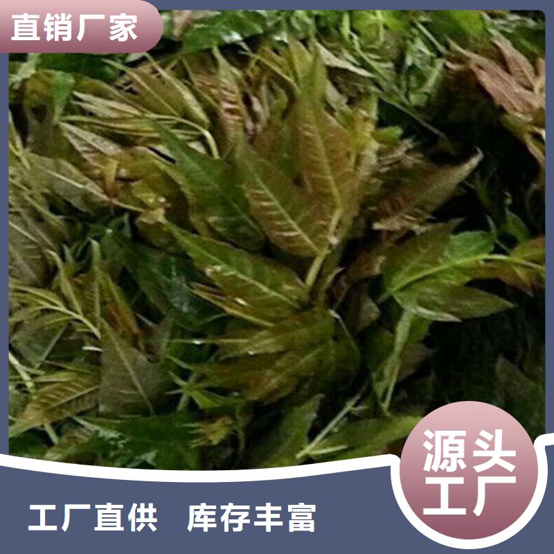 香椿樱桃苗好品质选我们