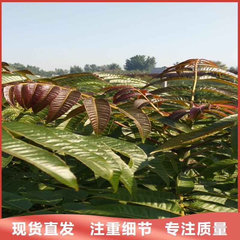 【香椿】草莓苗源头厂家量大价优