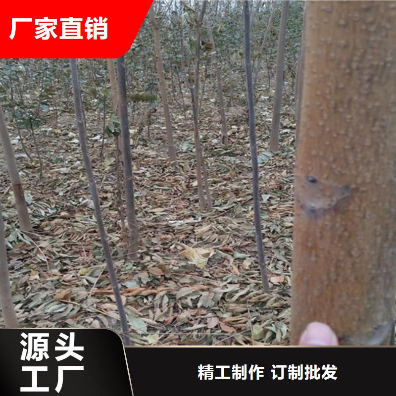 【香椿】草莓苗源头厂家量大价优