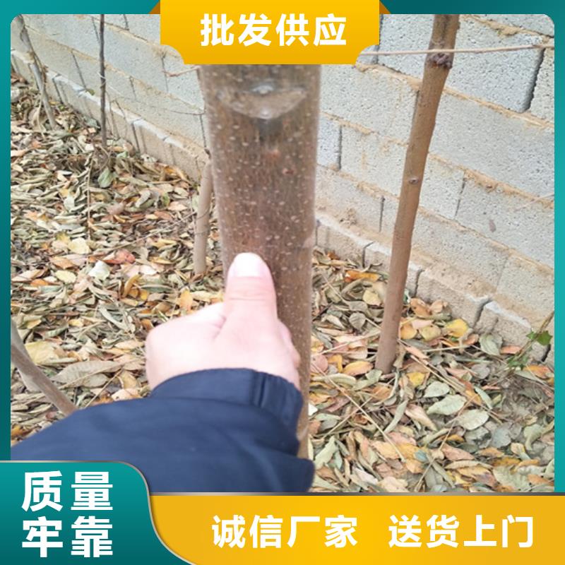 香椿板栗苗就近发货