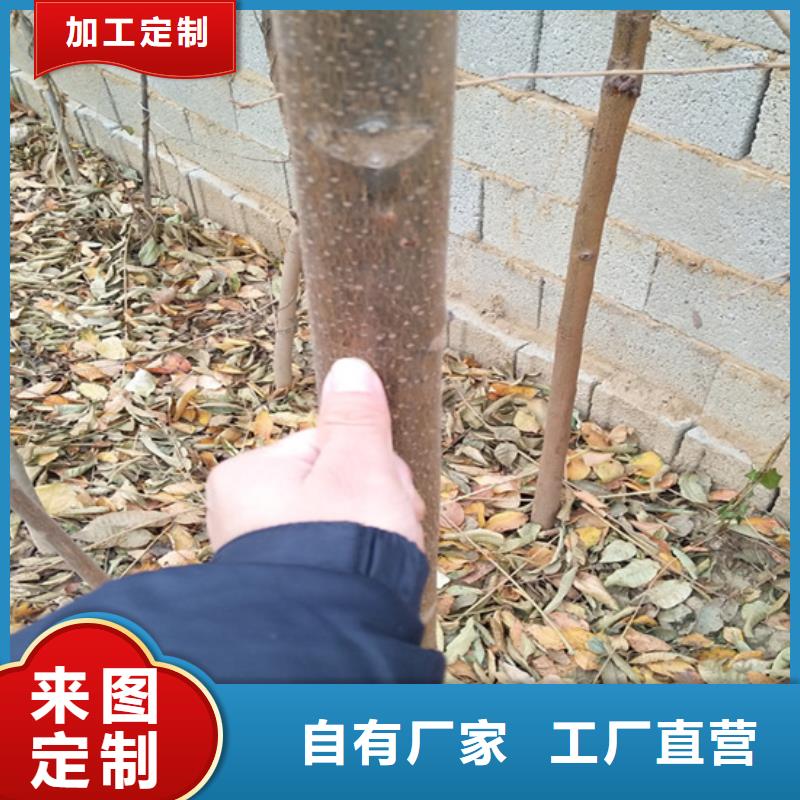 香椿樱桃苗正品保障