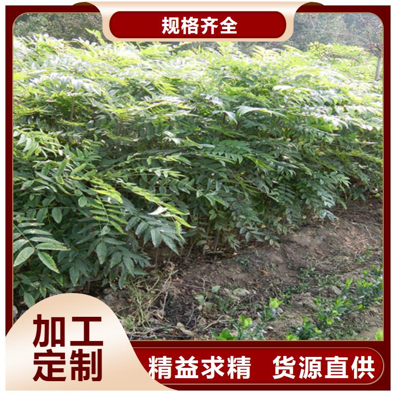 香椿樱桃苗工艺层层把关