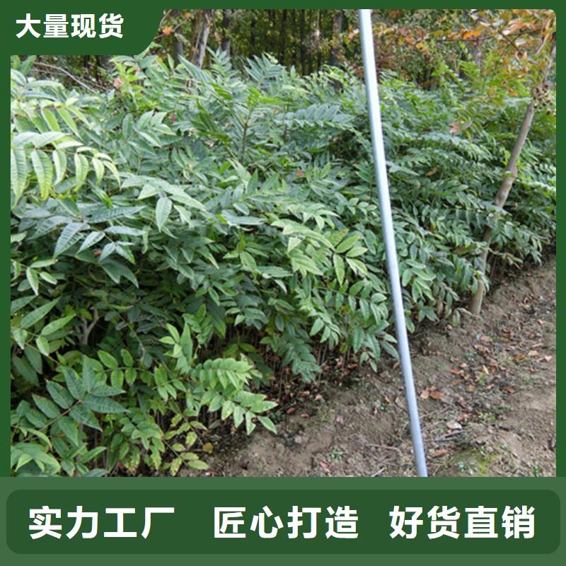 【香椿】苹果苗货源直供