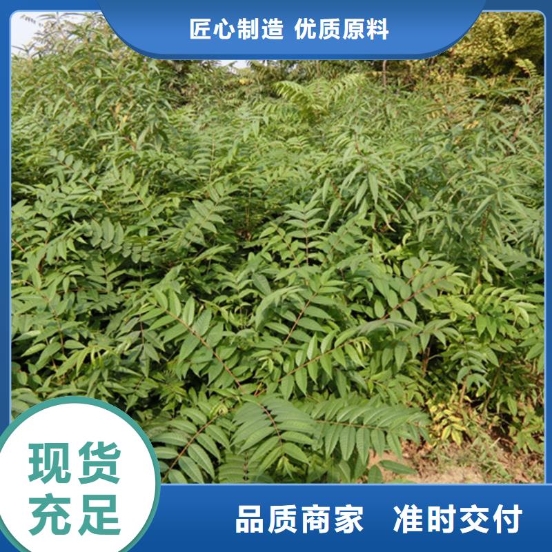 香椿苹果苗现货直发