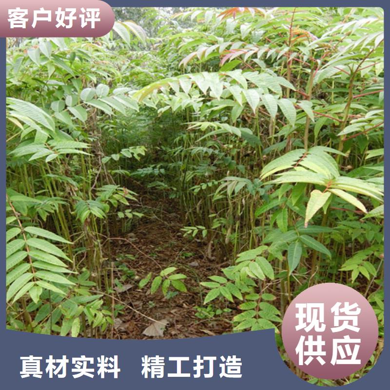 香椿-苹果苗好产品不怕比