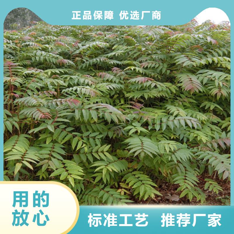 【香椿草莓苗多种规格可选】