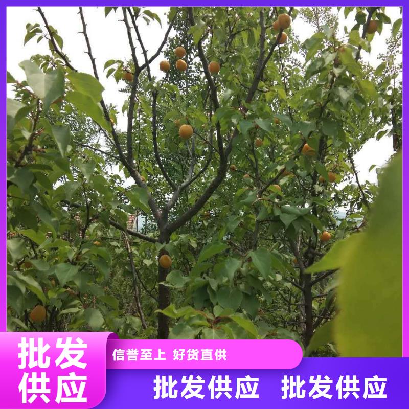 【杏】苹果苗现货直供