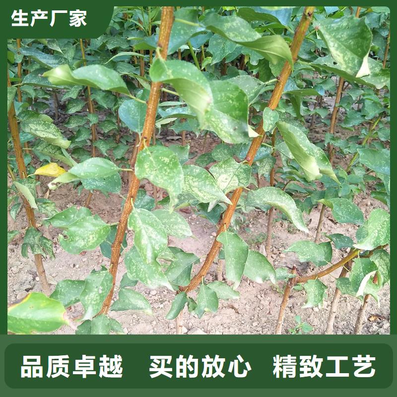 杏苹果苗质量为本