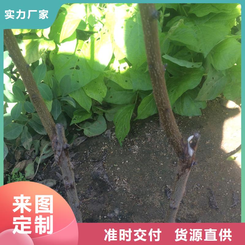 杏苹果苗产品参数