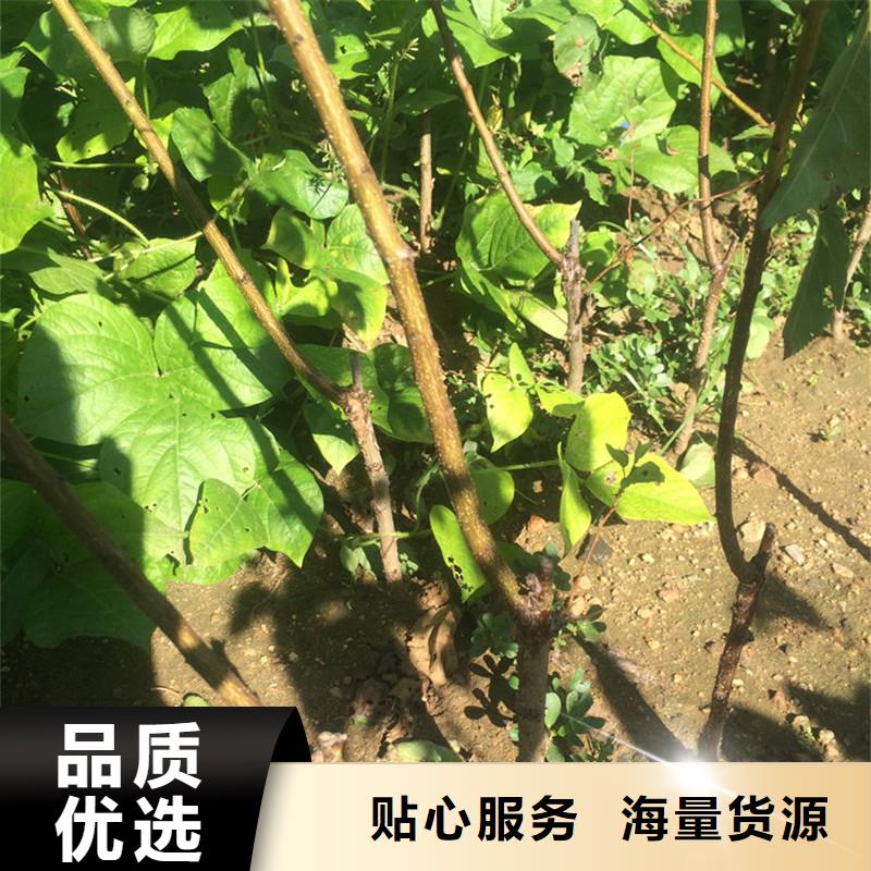 【杏】樱桃苗实力厂家