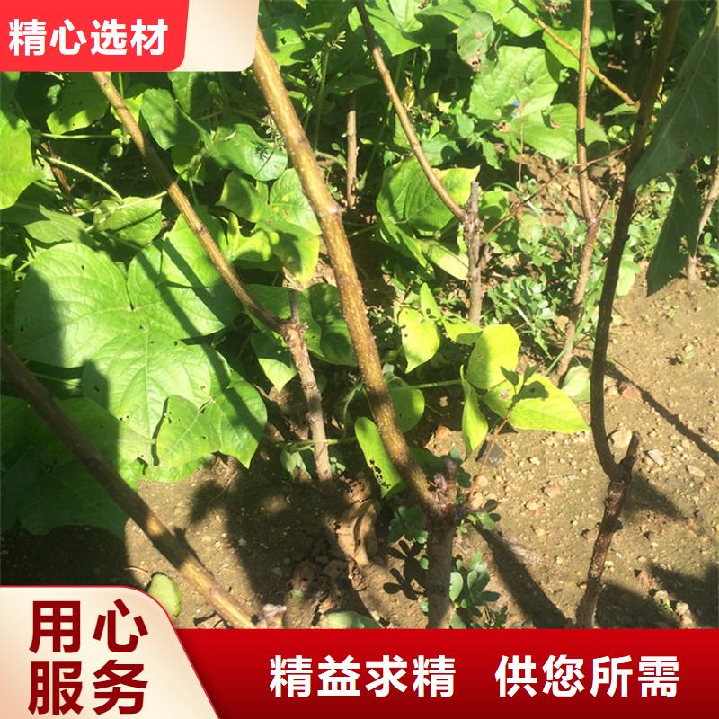 杏苹果苗品质保障价格合理