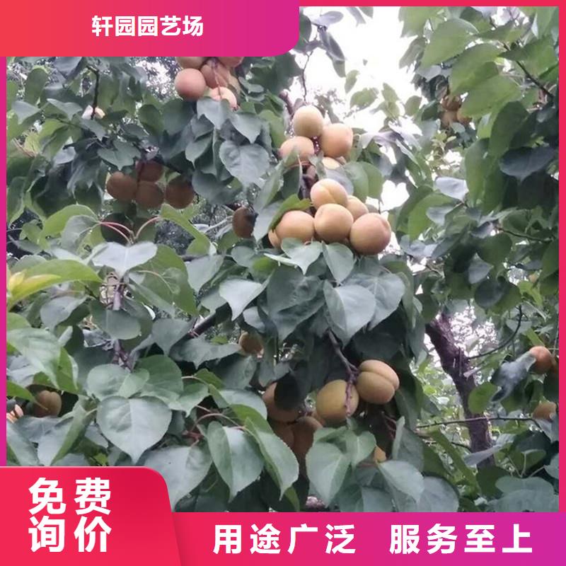 杏樱桃苗厂家案例