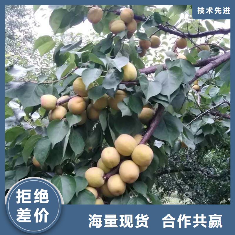 杏,樱桃苗联系厂家