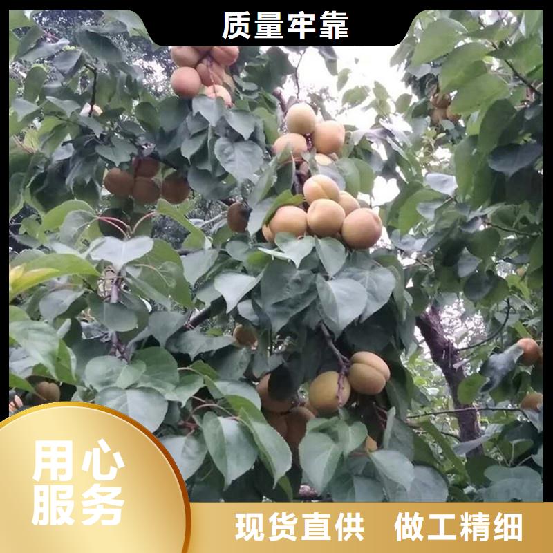 杏桃树苗严谨工艺