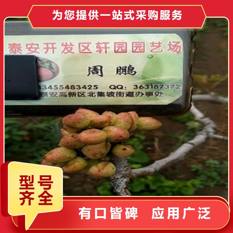 开心果-梨树苗源头厂家量大价优