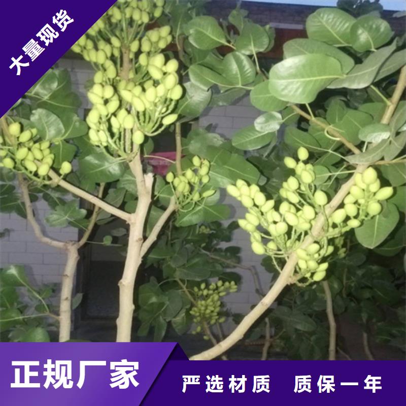 【开心果红石榴苗基地实力优品】