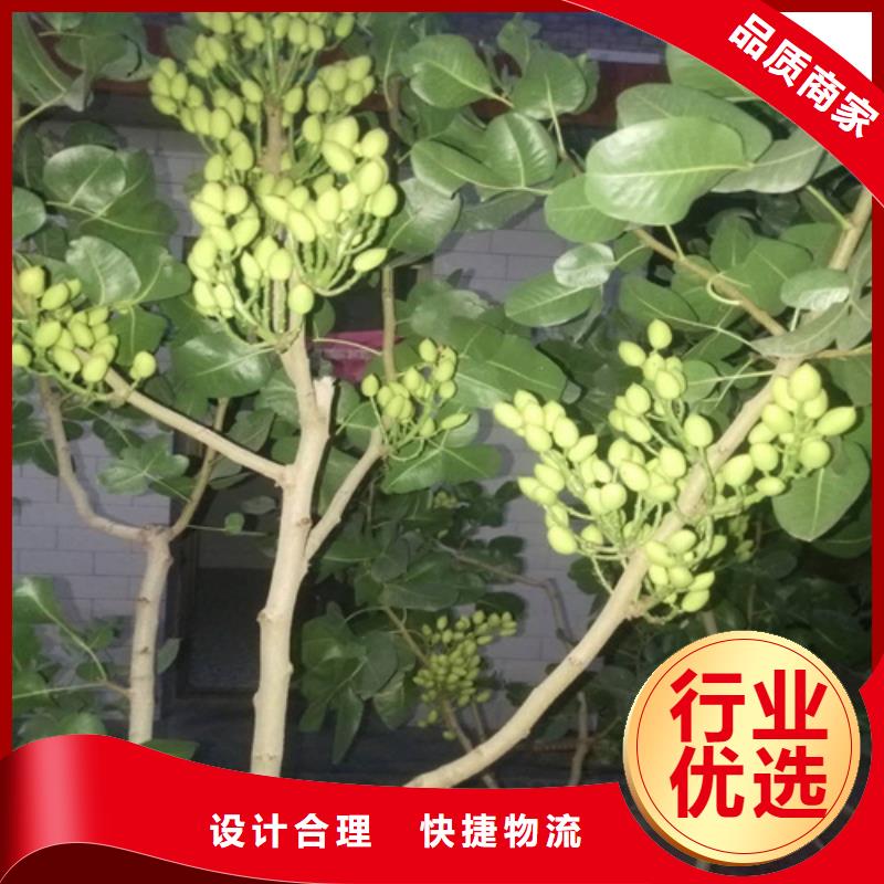 【开心果】蓝莓苗用心做品质