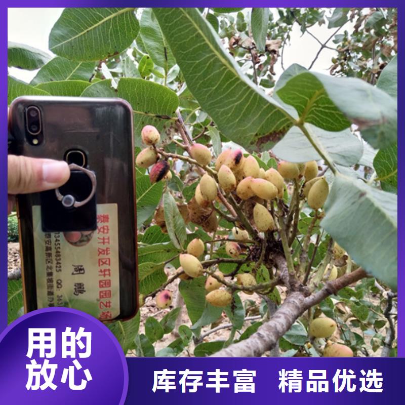 开心果-苹果苗颜色尺寸款式定制