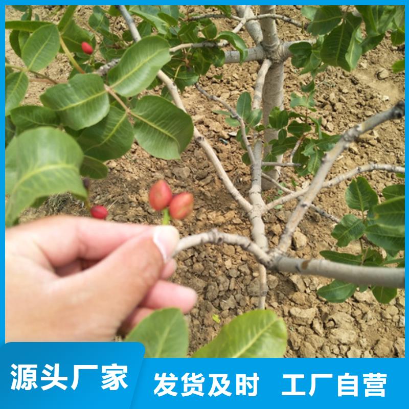 开心果-梨树苗源头厂家量大价优