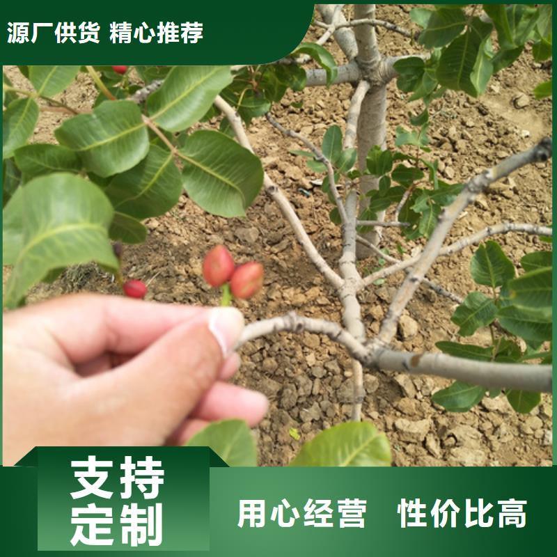 【开心果苹果苗质量看得见】