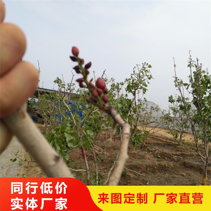 开心果红颜草莓工期短发货快