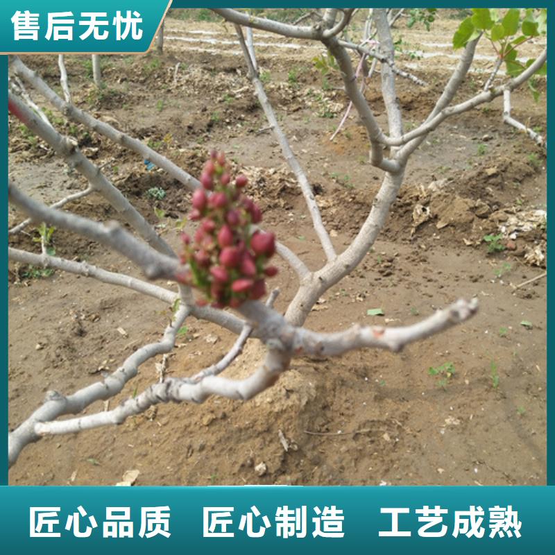 开心果-梨树苗源头厂家量大价优